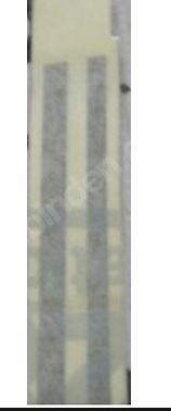 ÖN ÇAMURLUK SÜS BANDI SAĞ TOROS SARI