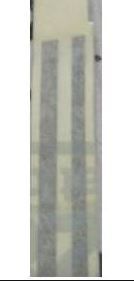 ÇEVRE SÜS BANDI TK SARI TOROS SW